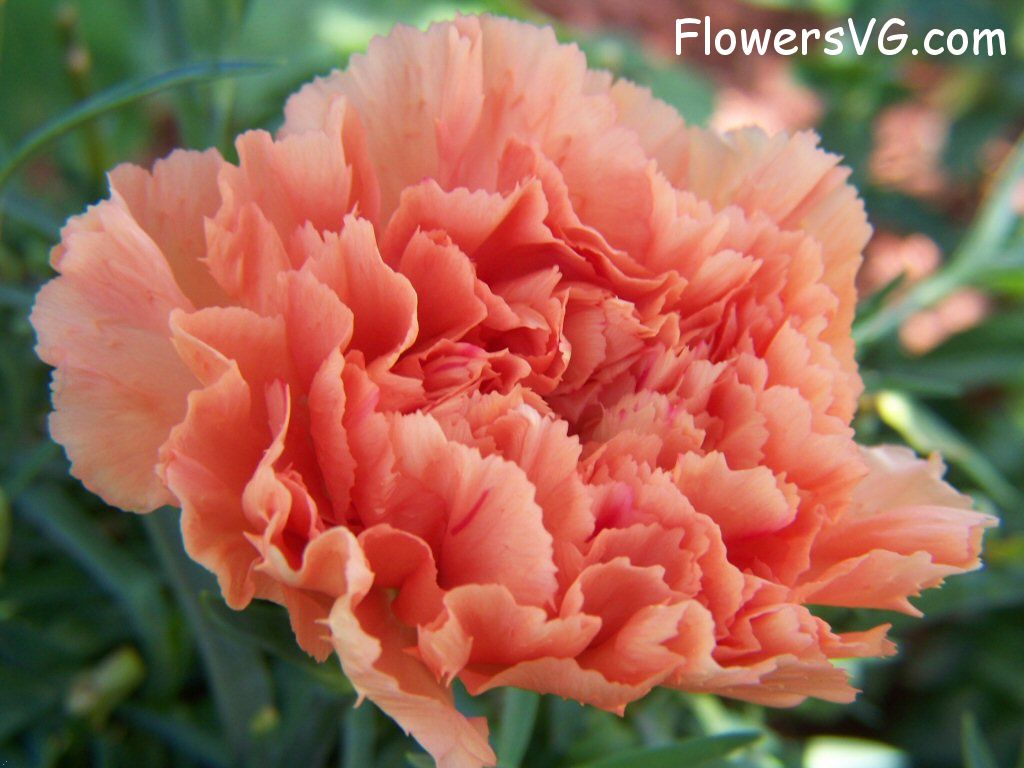 carnation flower Photo flowers_pics_3905.jpg