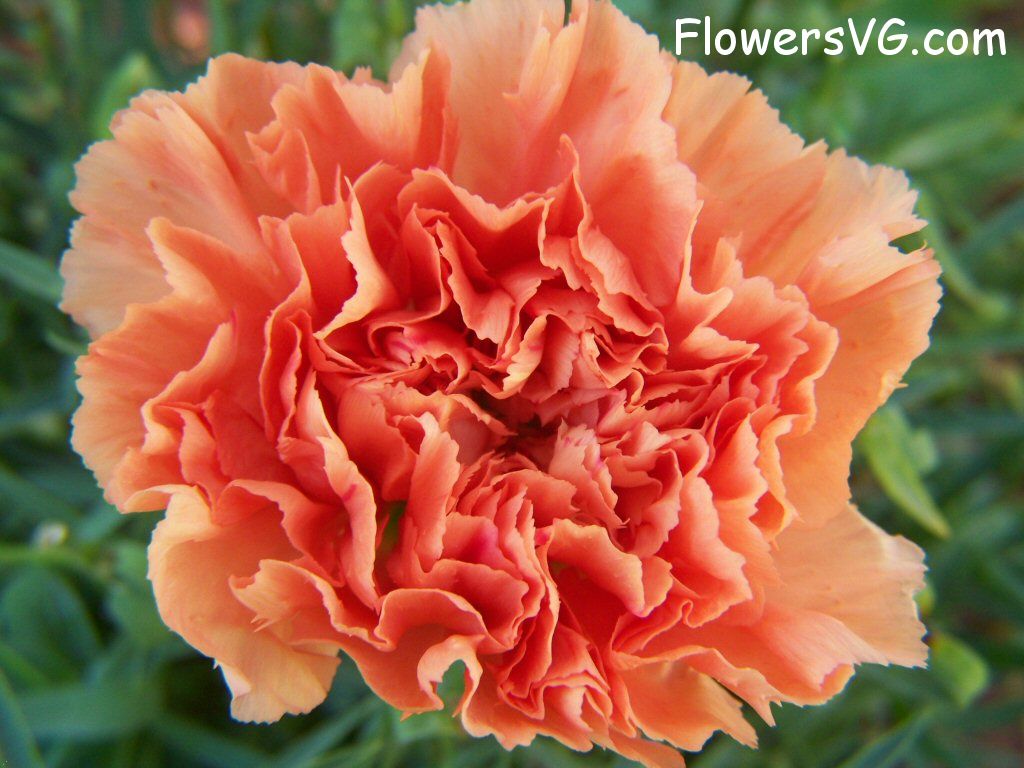 carnation flower Photo flowers_pics_3915.jpg