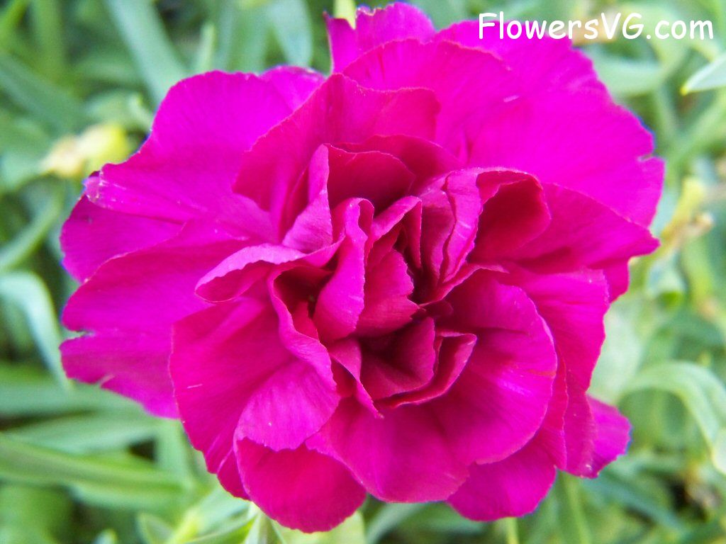 carnation flower Photo flowers_pics_3925.jpg