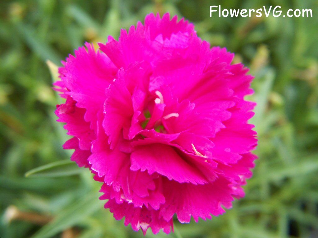 carnation flower Photo flowers_pics_4068.jpg