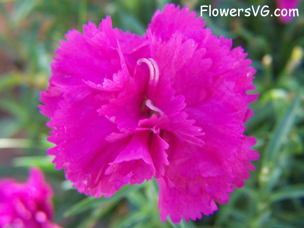 carnation flower Photo flowers_pics_4189.jpg