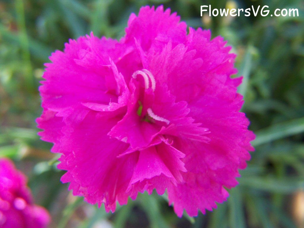 carnation flower Photo flowers_pics_4190.jpg