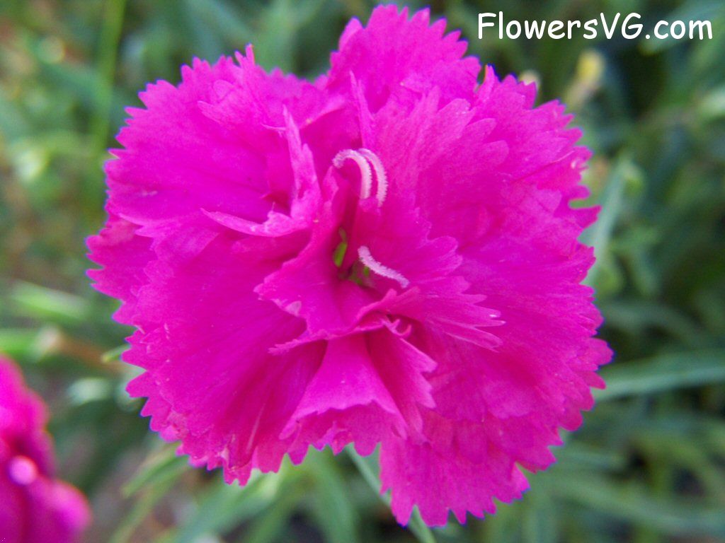 carnation flower Photo flowers_pics_4191.jpg