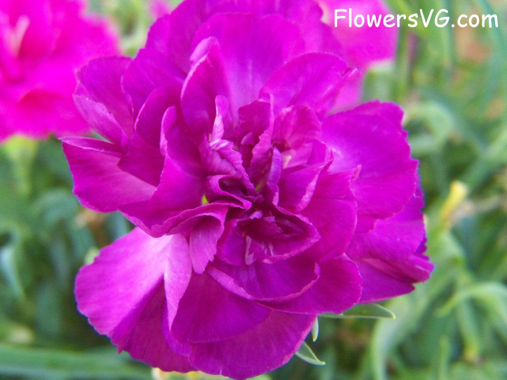 carnation flower Photo flowers_pics_4207.jpg
