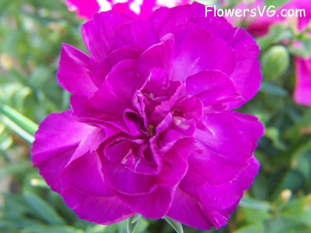 carnation flower Photo flowers_pics_4209.jpg