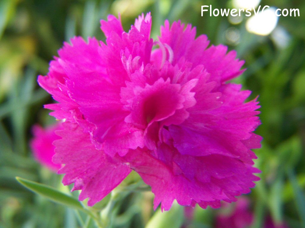 carnation flower Photo flowers_pics_4216.jpg