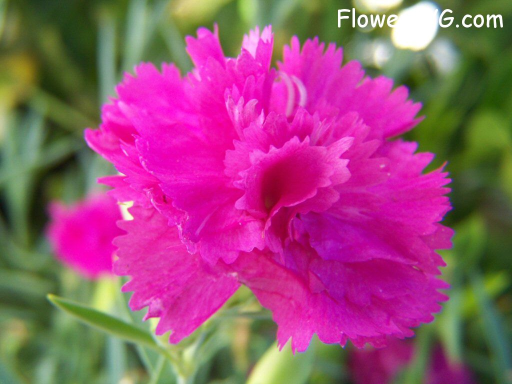 carnation flower Photo flowers_pics_4217.jpg
