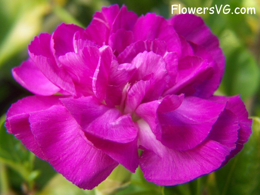 carnation flower Photo flowers_pics_4218.jpg