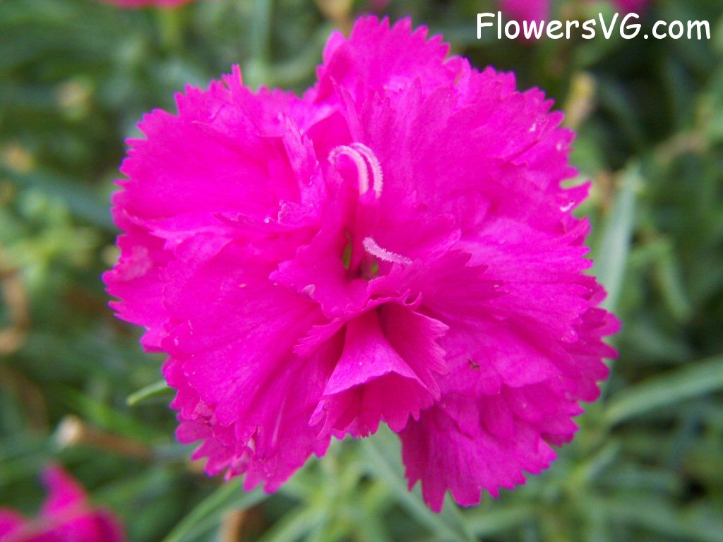 carnation flower Photo flowers_pics_4339.jpg