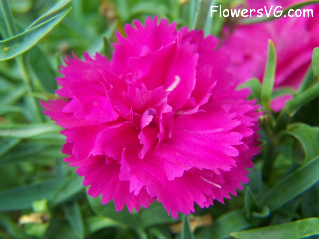 carnation flower Photo flowers_pics_4340.jpg