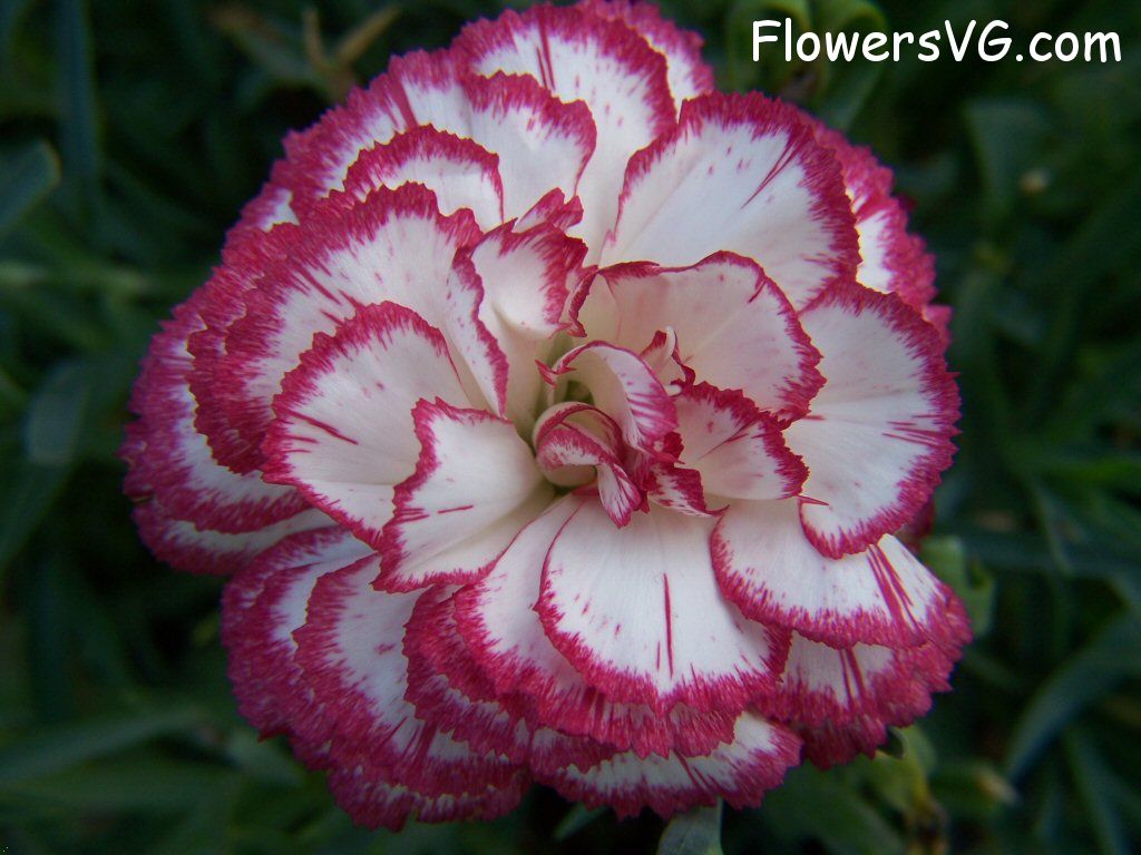 carnation flower Photo flowers_pics_4454.jpg
