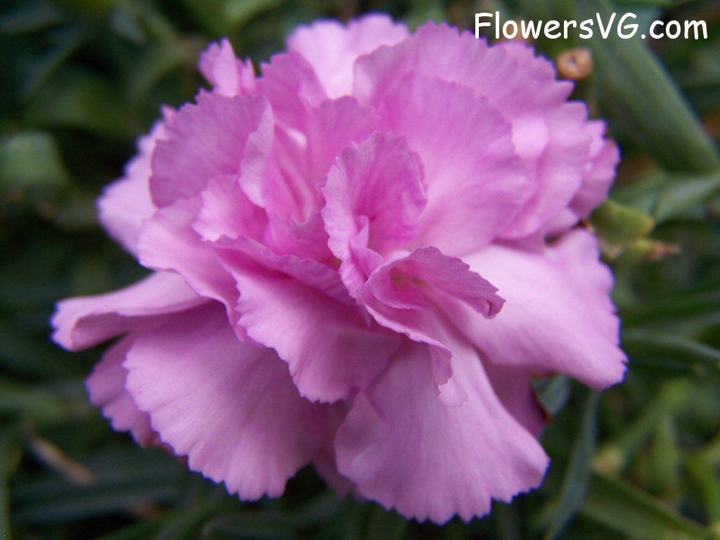 carnation flower Photo flowers_pics_4459.jpg