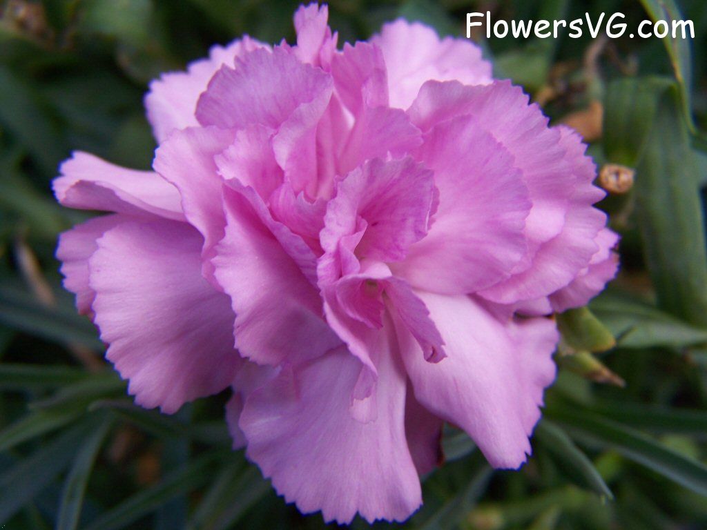 carnation flower Photo flowers_pics_4461.jpg