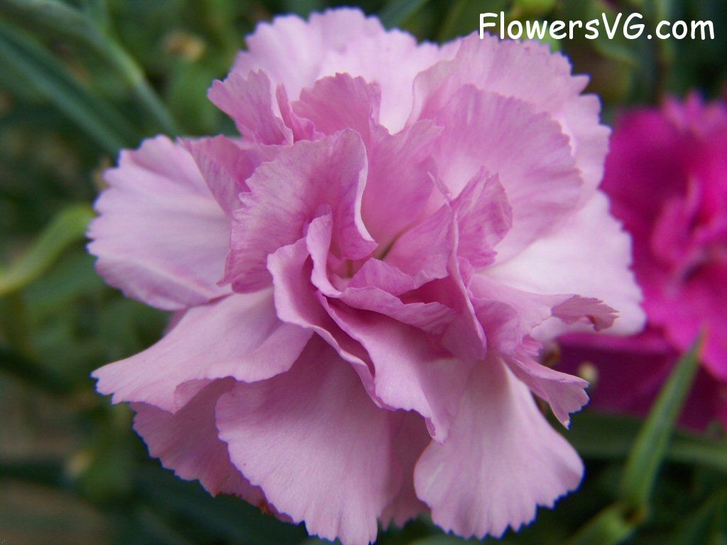 carnation flower Photo flowers_pics_4466.jpg