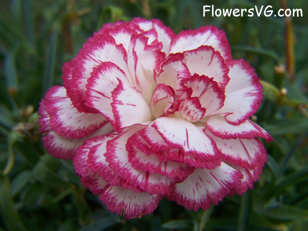 carnation flower Photo flowers_pics_4469.jpg