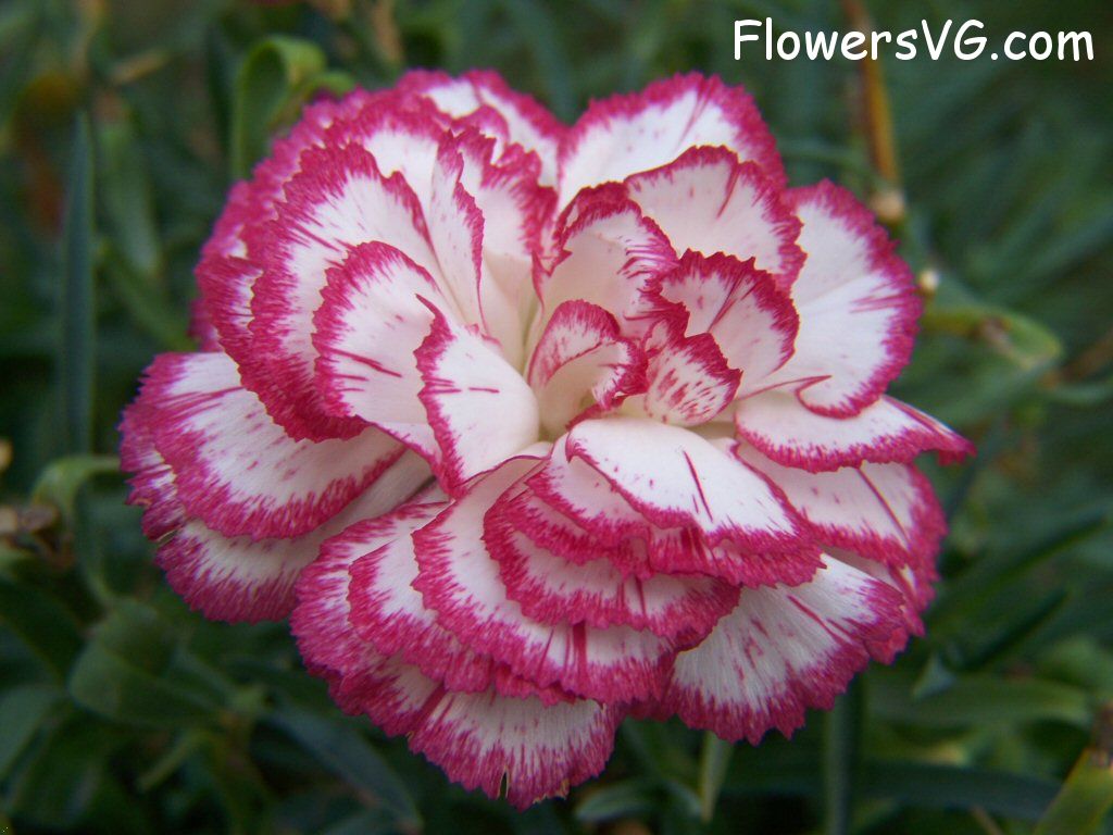 carnation flower Photo flowers_pics_4470.jpg
