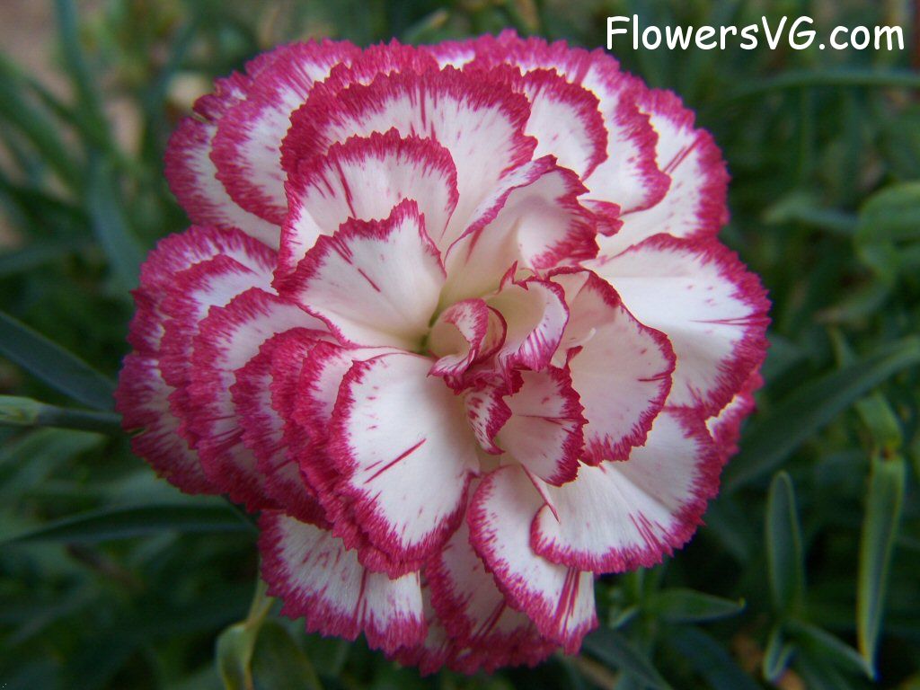 carnation flower Photo flowers_pics_4472.jpg