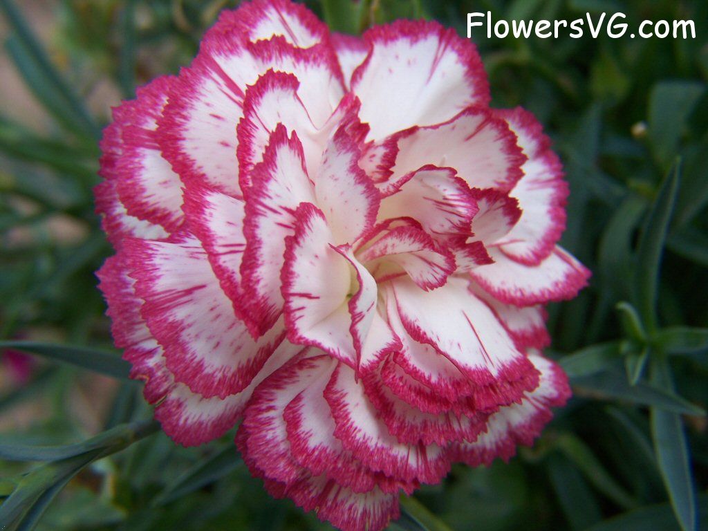 carnation flower Photo flowers_pics_4474.jpg