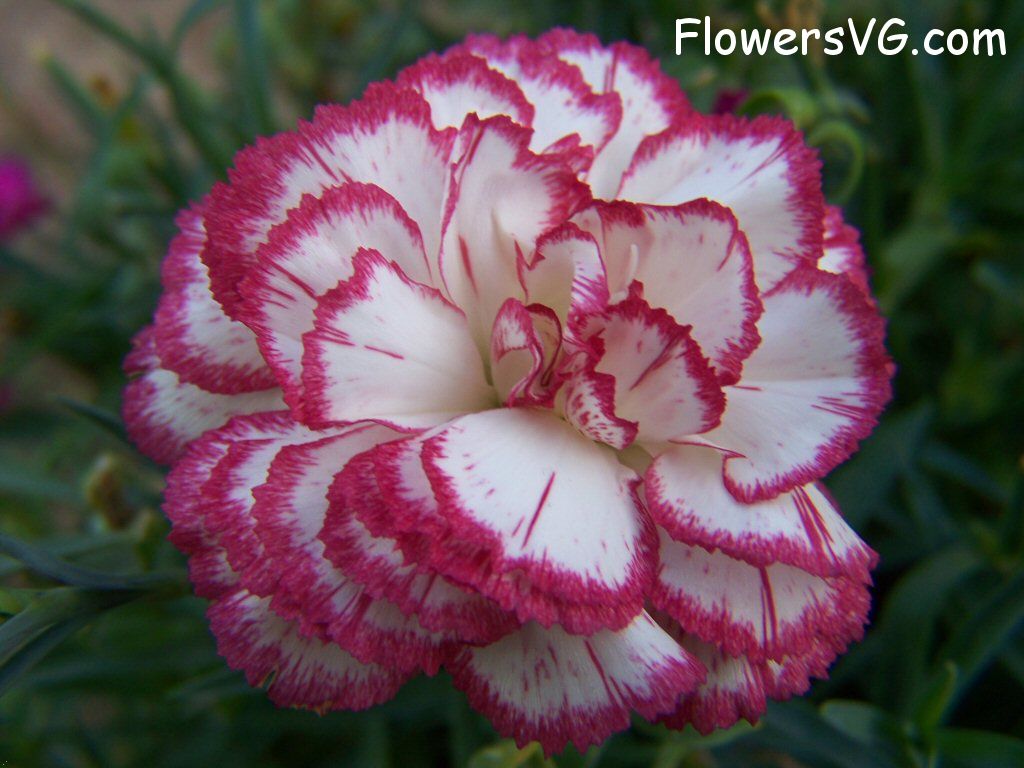 carnation flower Photo flowers_pics_4475.jpg