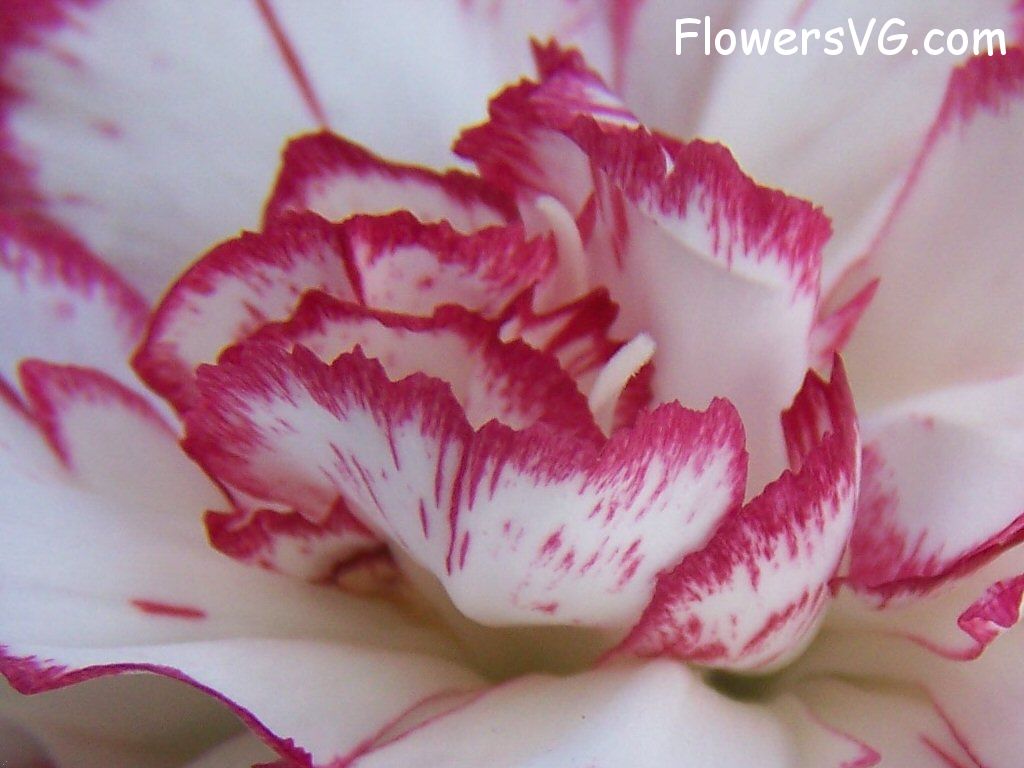 carnation flower Photo flowers_pics_4477.jpg