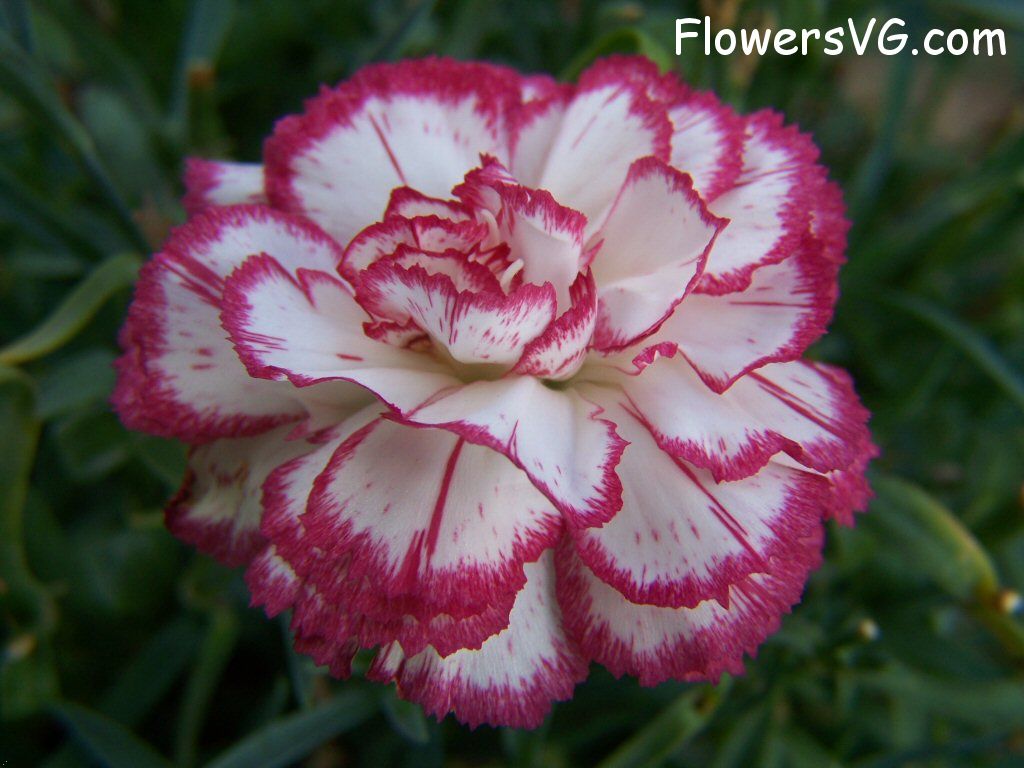 carnation flower Photo flowers_pics_4478.jpg