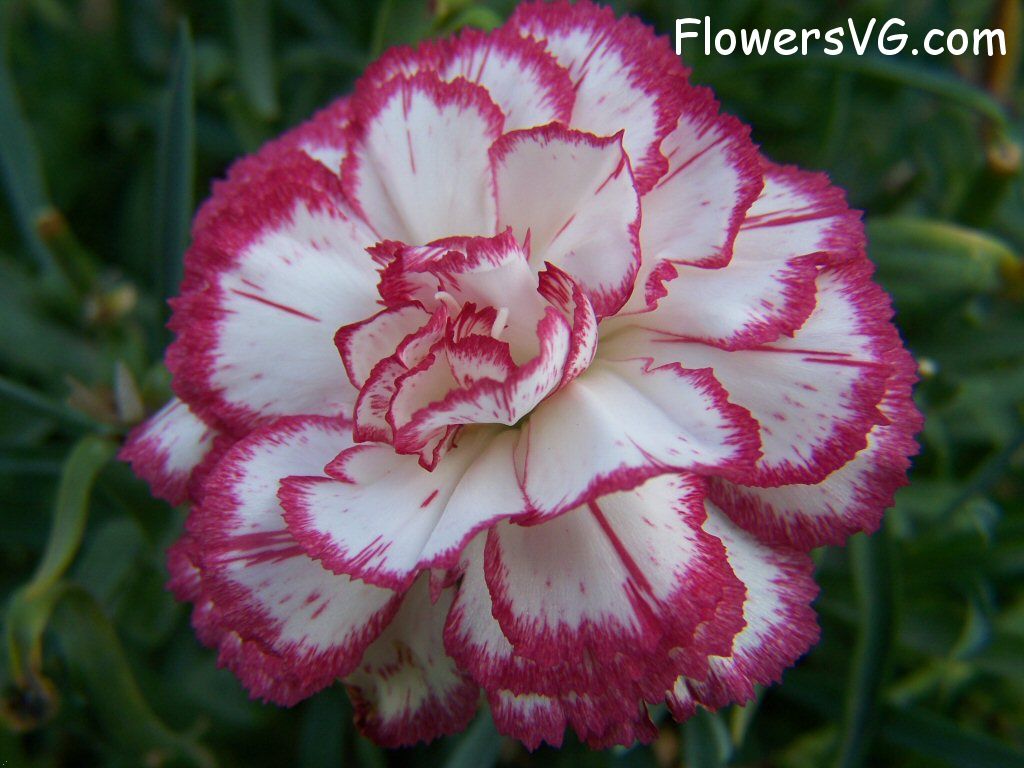 carnation flower Photo flowers_pics_4479.jpg