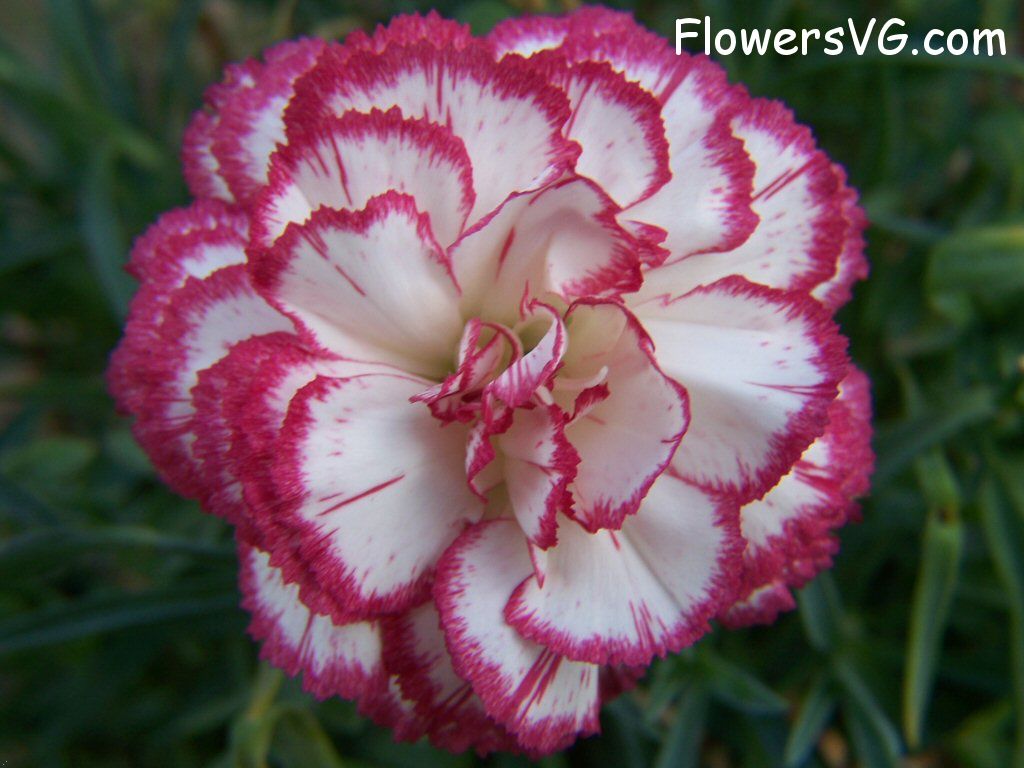 carnation flower Photo flowers_pics_4481.jpg