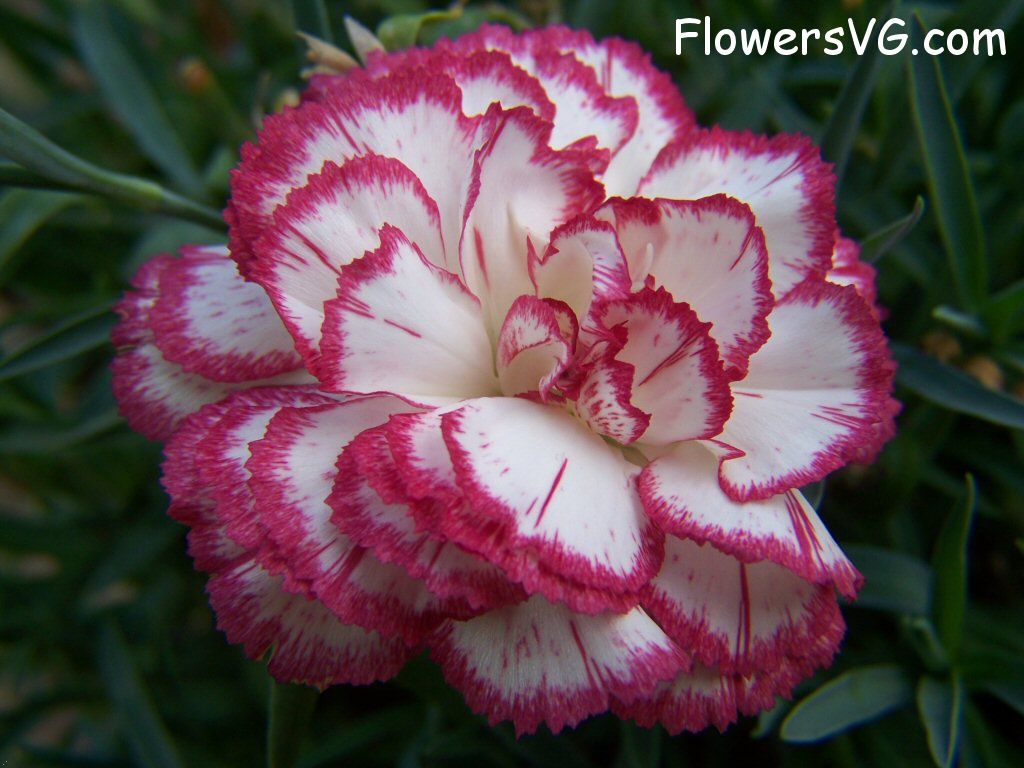 carnation flower Photo flowers_pics_4483.jpg