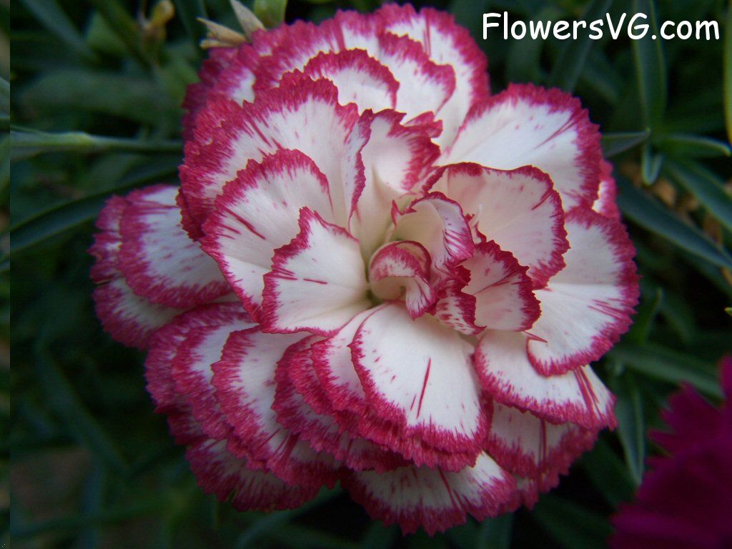 carnation flower Photo flowers_pics_4484.jpg