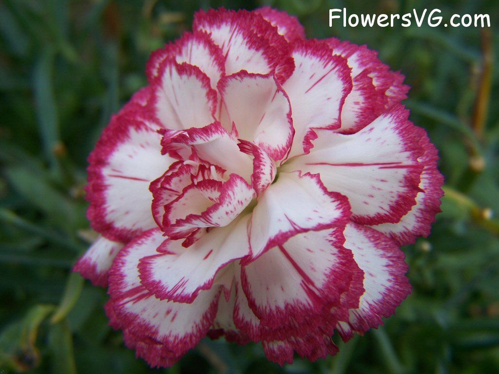 carnation flower Photo flowers_pics_4494.jpg