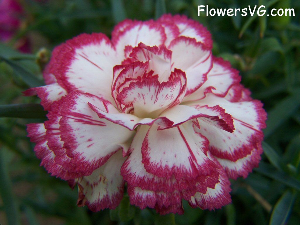carnation flower Photo flowers_pics_4495.jpg