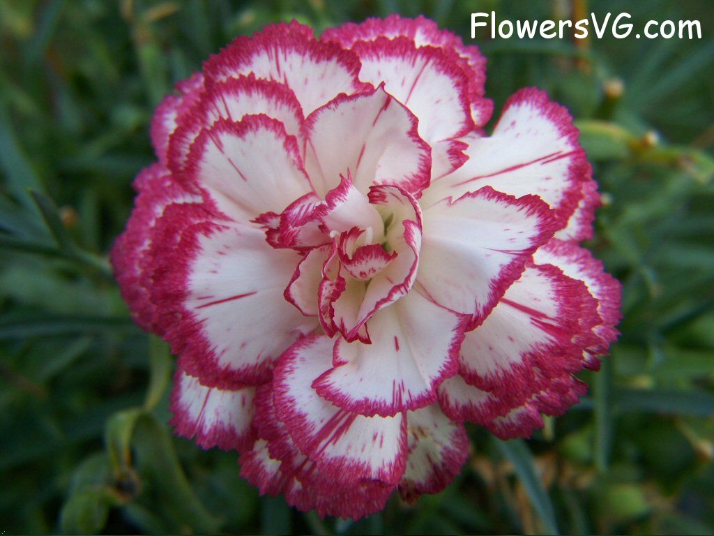 carnation flower Photo flowers_pics_4497.jpg