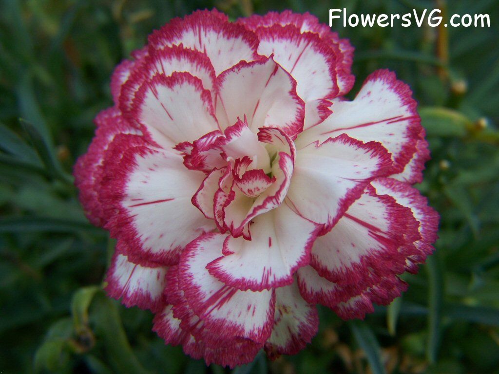 carnation flower Photo flowers_pics_4498.jpg