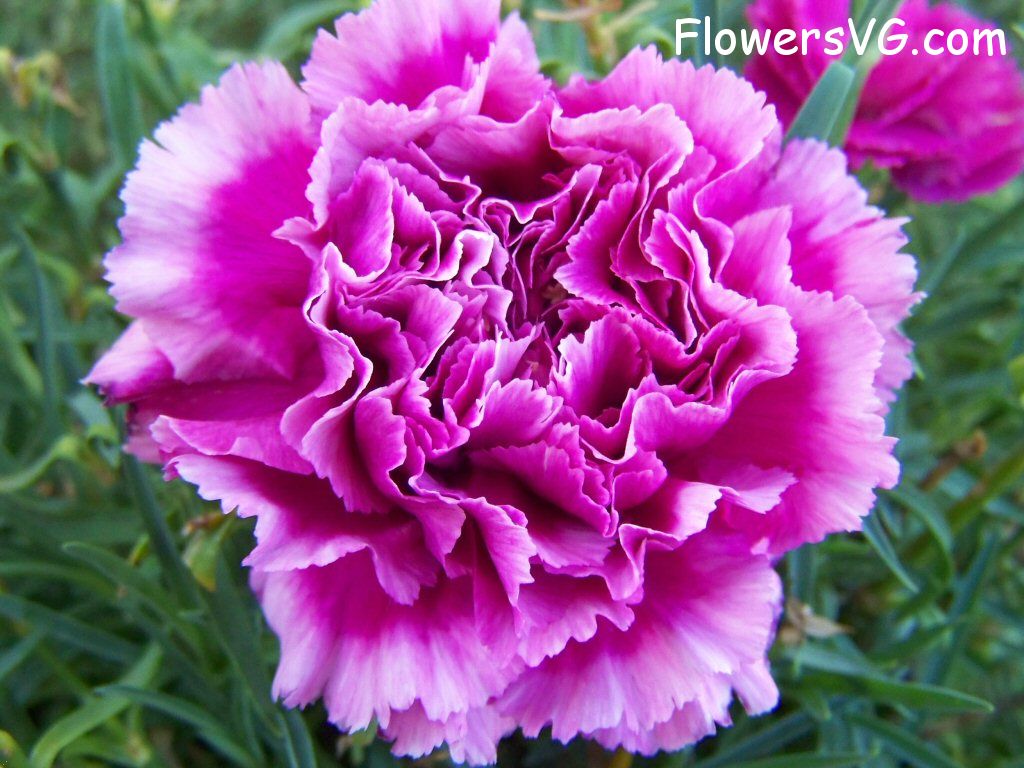 carnation flower Photo flowers_pics_4553.jpg