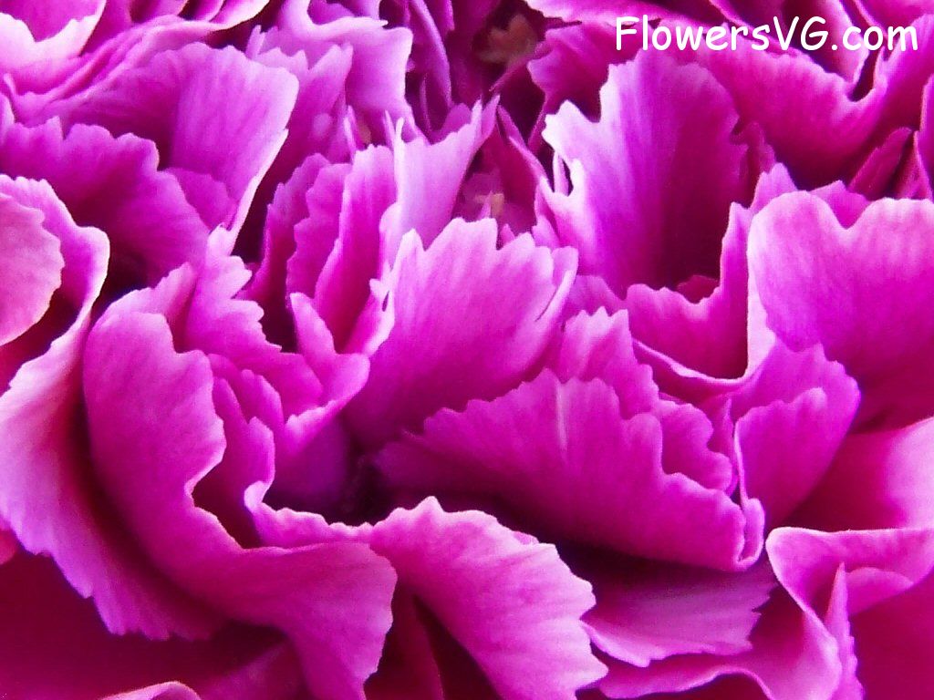 carnation flower Photo flowers_pics_4554.jpg