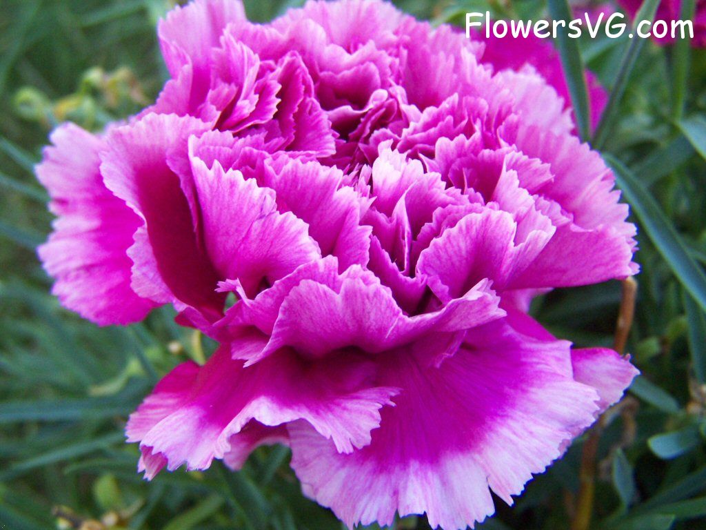 carnation flower Photo flowers_pics_4582.jpg