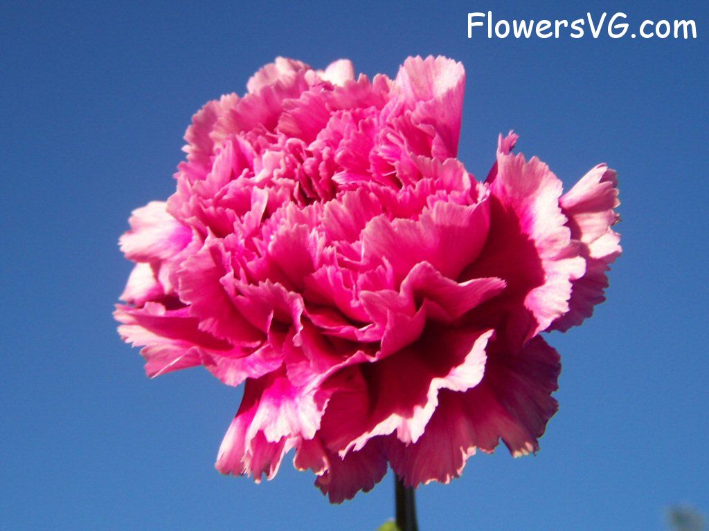 carnation flower Photo flowers_pics_4597.jpg
