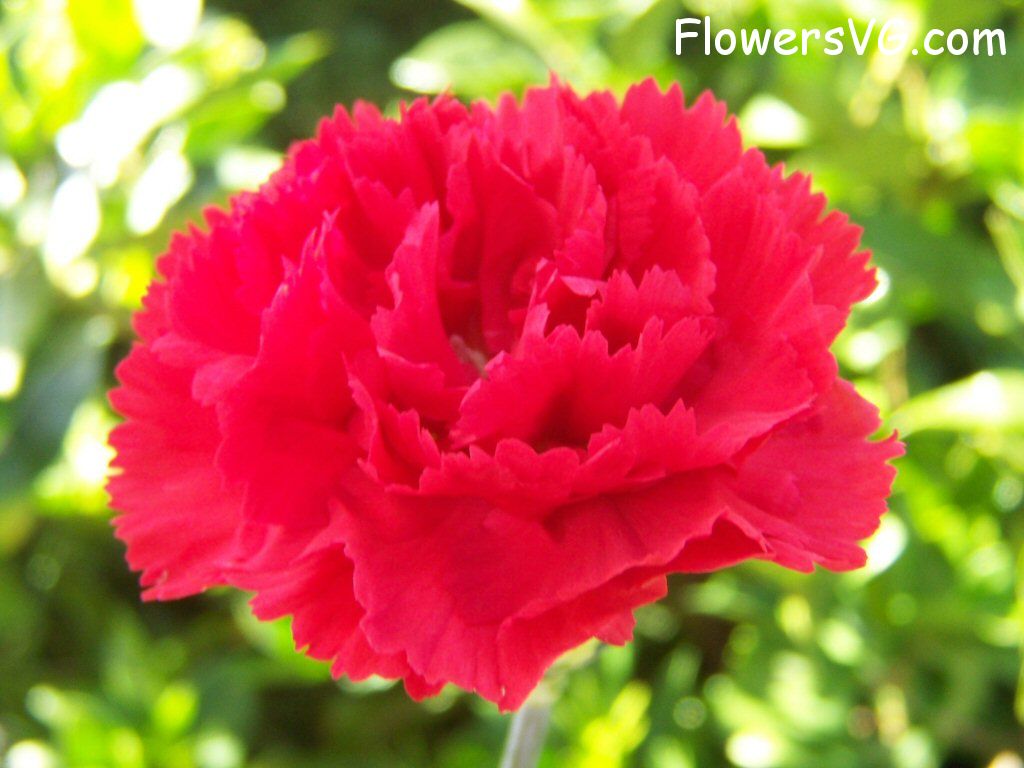 carnation flower Photo flowers_pics_4825.jpg