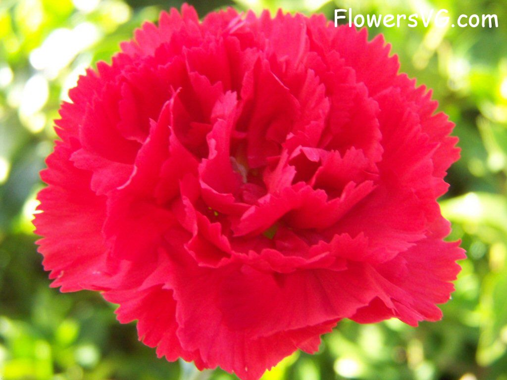 carnation flower Photo flowers_pics_4826.jpg