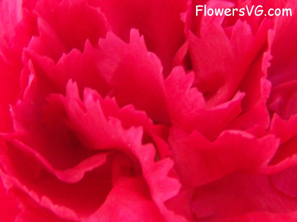 carnation flower Photo flowers_pics_4828.jpg