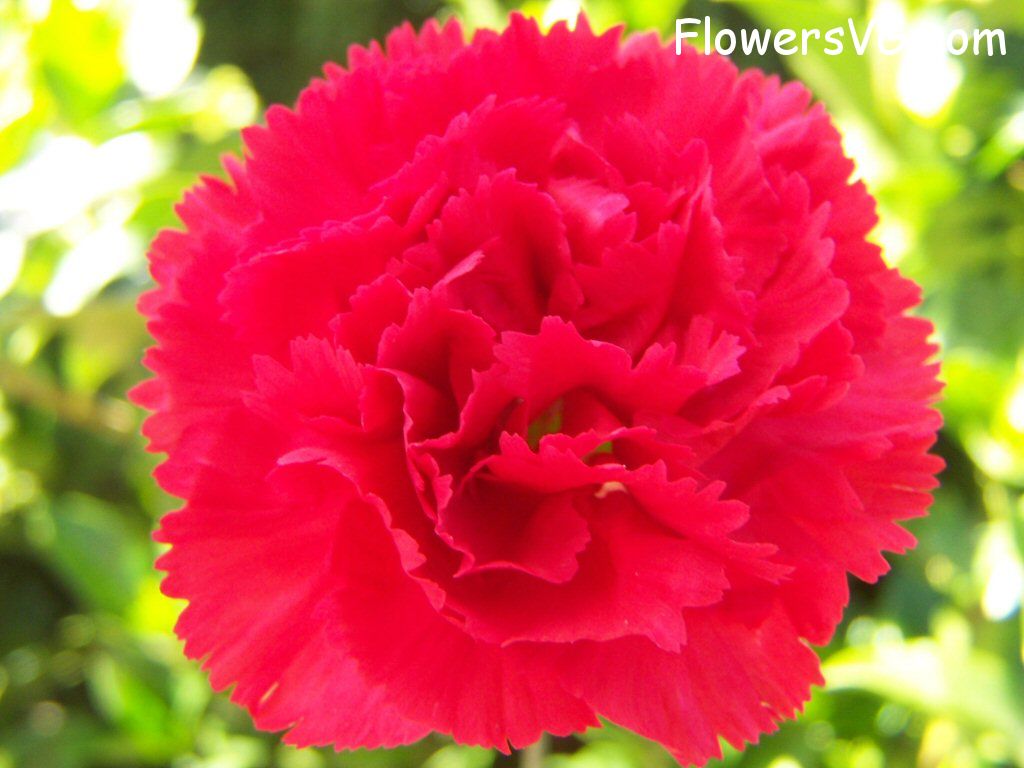 carnation flower Photo flowers_pics_4833.jpg