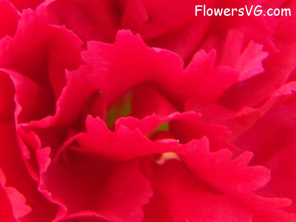 carnation flower Photo flowers_pics_4834.jpg