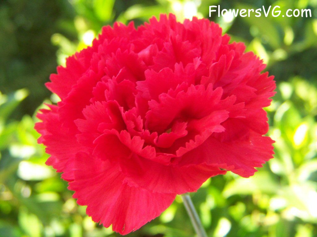 carnation flower Photo flowers_pics_4835.jpg