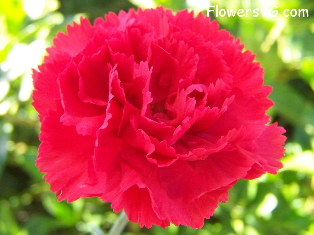 carnation flower Photo flowers_pics_4837.jpg