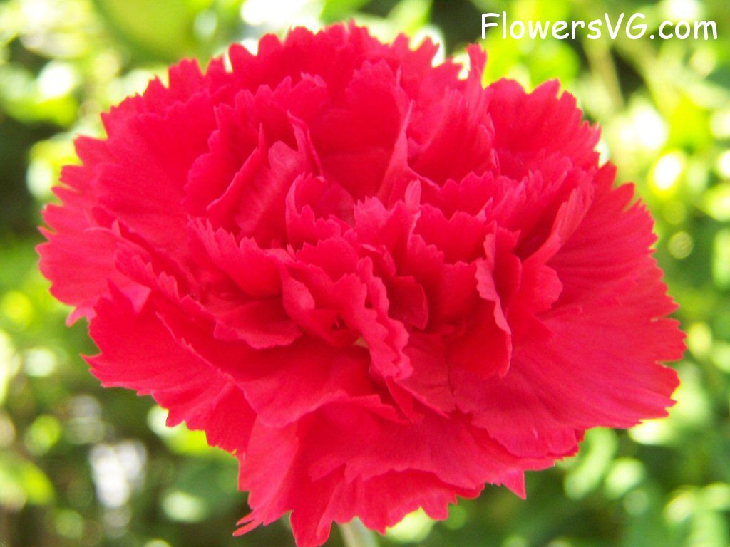 carnation flower Photo flowers_pics_4838.jpg