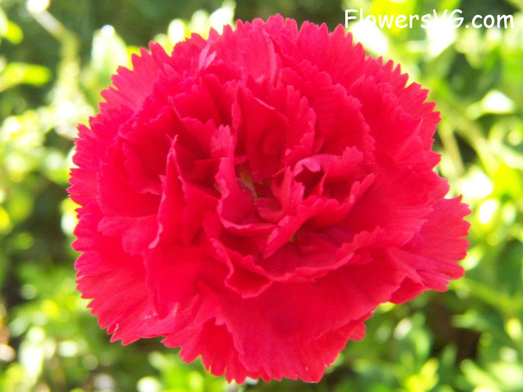 carnation flower Photo flowers_pics_4840.jpg