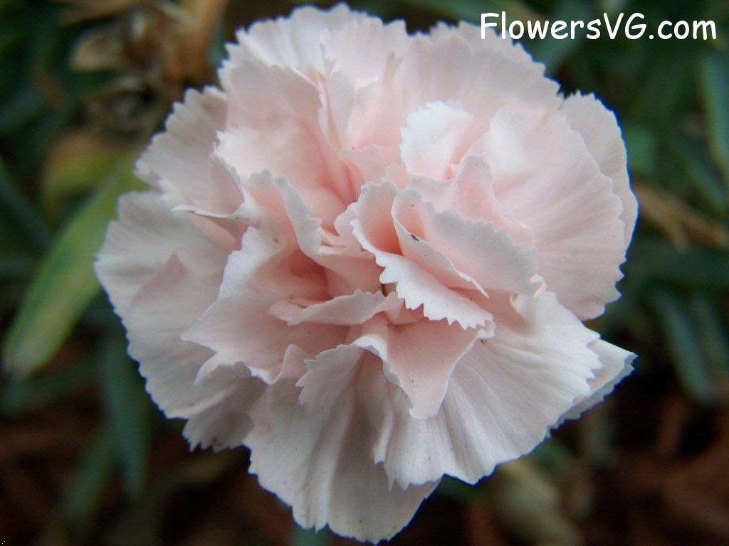 carnation flower Photo flowers_pics_4984.jpg