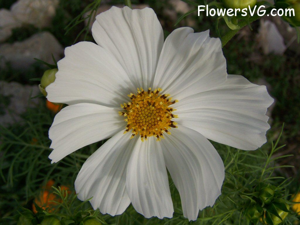 daisy flower Photo flowers_pics_5171.jpg