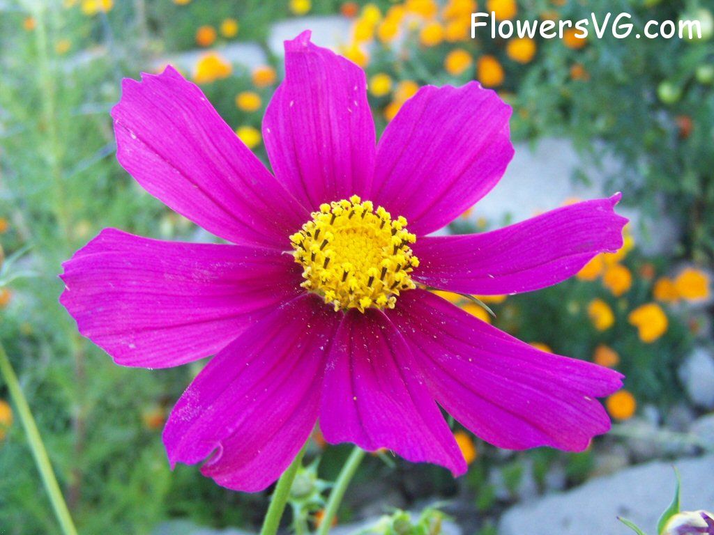 daisy flower Photo flowers_pics_5272.jpg