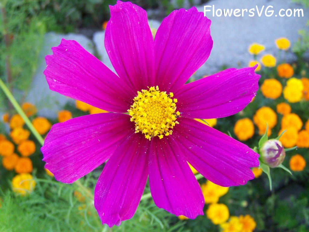 daisy flower Photo flowers_pics_5273.jpg